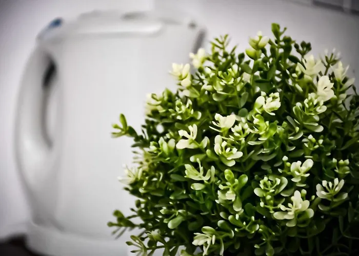 Comfortable * بوزنان